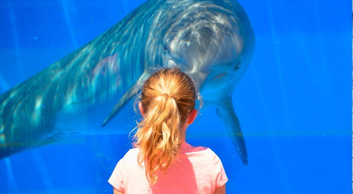 viajes fin de curso oceanografic dinamo